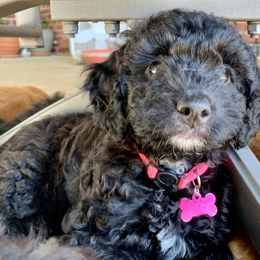 Bernedoodle Puppies from Birdies Mini Bernedoodles