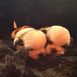 Baby boy - Gold and white male Shih Tzu puppy in Monclova, Ohio from Heritage Toy Poodles & Hallmark Jolei Shih Tzus
