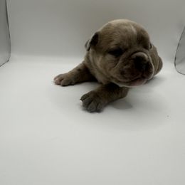 Boy 1 - Gray brindle Olde English Bulldogge puppy in Long Lane, Missouri from Dousinbury Creek K-9s