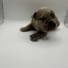 Boy 1 - Gray brindle Olde English Bulldogge puppy in Long Lane, Missouri from Dousinbury Creek K-9s
