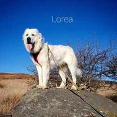 Lorea - Great Pyrenees
