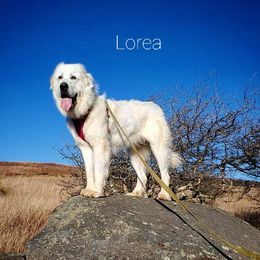 Lorea - Great Pyrenees