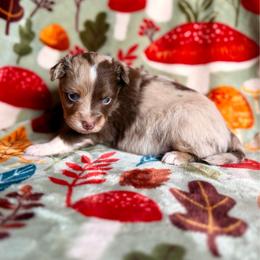 Red Merle girl 1 - Red merle female Miniature Australian Shepherd puppy in Buchanan, Georgia from Stanleyville Farm Mini Aussies