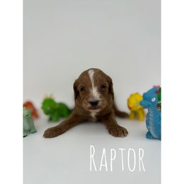 Raptor - Red  male Goldendoodle puppy in Smithfield, Kentucky from KBK9 Kennels
