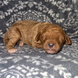 Girl 2 - Red female Cavapoo puppy in Redding, California from Lipscomb Doodles