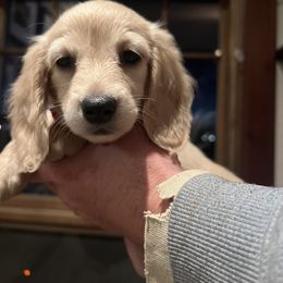 Dachshund Puppies from Loveland Doxies
