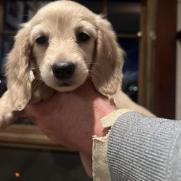 Dachshund Puppies from Loveland Doxies