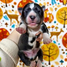 Nemo - Black and white male Siberian Husky puppy in Lunenburg, Vermont from SNOW WOOLY HUSKY