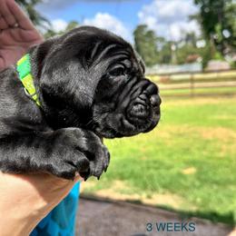 Miracle City Green - Black female Cane Corso puppy in Conroe, Texas from Miracle City