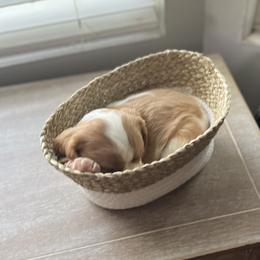 Cavalier King Charles Spaniel Puppies from SHANNON'S CAVALIERS