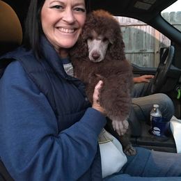 Poodle Puppies from Silberhund's Poodles