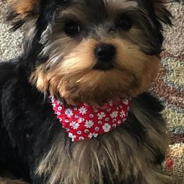 Yorkshire Terriers from Yorkies of Western Michigan