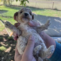 Girl 1 - Poodle puppy in Lebanon, Oregon from E-Lattion Miniature Poodles LLC