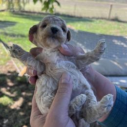 Girl 1 - Poodle puppy in Lebanon, Oregon from E-Lattion Miniature Poodles LLC