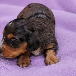 Dachshund puppies from Dachshunds on the Hill