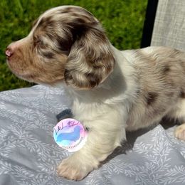 Boy 2 - Dapple male Dachshund puppy in Houston, Texas from L&L 4D Dancer’s Dachshunds
