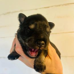 Black and silver - Black and silver male Miniature Schnauzer puppy in Malvern, Arkansas from Deep South Miniature Schnauzers
