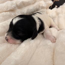 Blanche - Black and white female Cavapoo puppy in Redding, California from O’Hara  Doodles