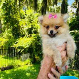 Ginger - Orange parti female Pomeranian puppy in Green Cove Springs, Florida from Natasha's Ark of Joy