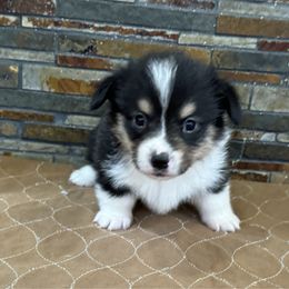 Boy 2 - Black and tan male Pembroke Welsh Corgi puppy in Visalia, California from VIP Stables