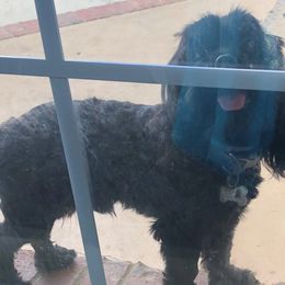 Buddy  - Cavapoo