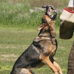 Belgian Malinois, Dutch Shepherds, and German Shepherds from Andy's Elite K9