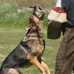 Belgian Malinois, Dutch Shepherds, and German Shepherds from Andy's Elite K9