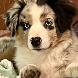 Miniature American Shepherd and Miniature Australian Shepherd Puppies from ShawnMarie Davis