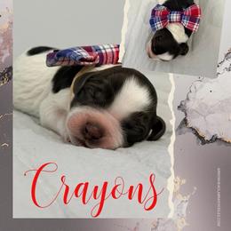 Crayons - Chocolate male Australian Labradoodle puppy in Calhoun, Louisiana from Arrowhead Australian Labradoodles