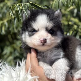 Ruger - Black and white male Pomsky puppy in San Bernardino County And Serving Los Angeles County, California from Legendary Pomskies