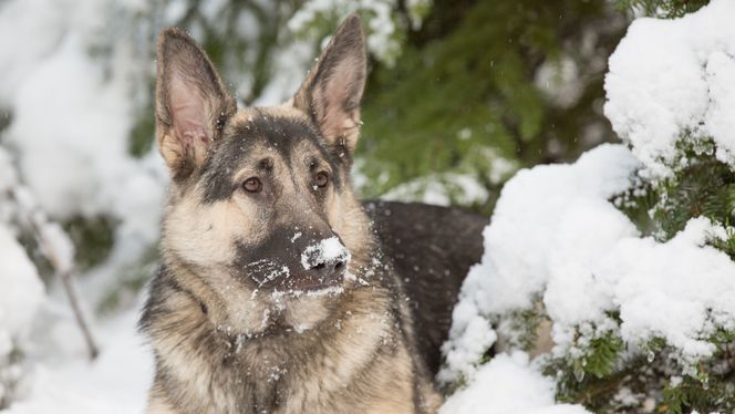 Shiloh Shepherd