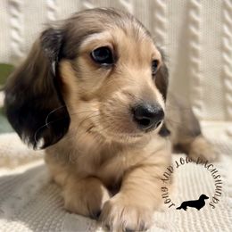 English cream female - Cream female Dachshund puppy in Nampa, Idaho from Long_and_Low_Dachshunds