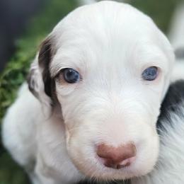 Girl 1 - Liver right ear patch - Liver belton female English Setter puppy in Boise, Idaho from English Setters of the Eyrie