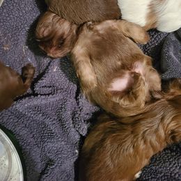 Shih Tzu Puppies from Tammy's Shihtzu Shack