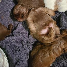 Shih Tzu Puppies from Tammy's Shihtzu Shack