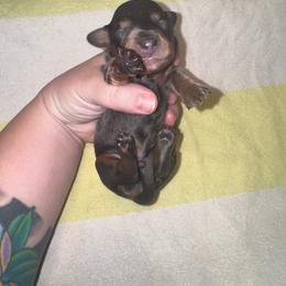 Eeyore - Gray (blue) and tan male Dachshund puppy in Hilliard, Florida from Wiggle Weens