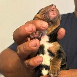Boy 1 - Mahogany and white male Basset Hound puppy in Columbus, Ohio from Olveras Hound of Ohio