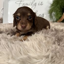 Roxie - Chocolate and cream female Dachshund puppy in Stilwell, Oklahoma from B & K Dachshunds