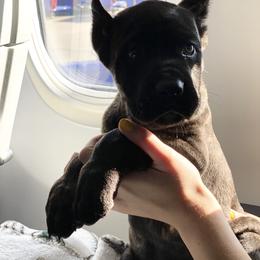 Cane Corso Puppies from Royal Class Kennels