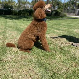 Poodles from Riverside red poodles
