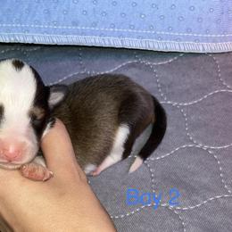 Australian Shepherd and Shetland Sheepdog Puppies from Serenity falls
