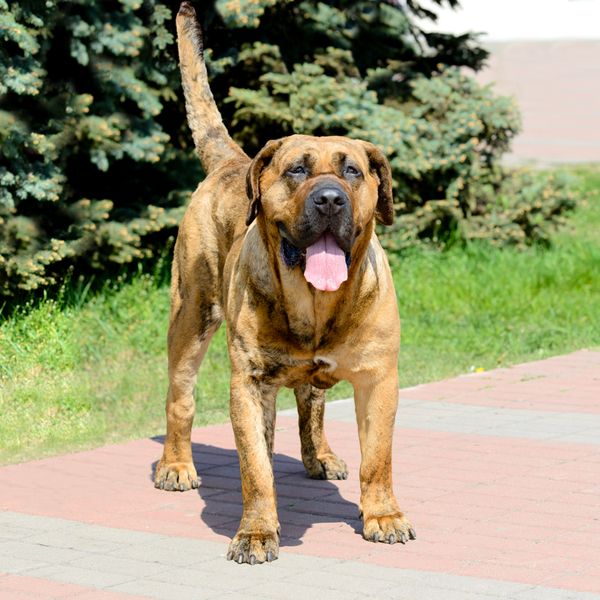 Perro de Presa Canario