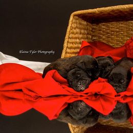Cane Corso Puppies from Serafina Cane Corso
