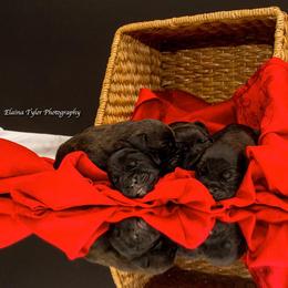 Cane Corso Puppies from Serafina Cane Corso