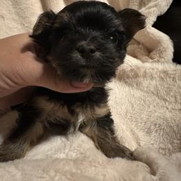 Ozzie - Black and tan male Yorkshire Terrier puppy in Clarksville, Arkansas from K's Luxurious Yorkies