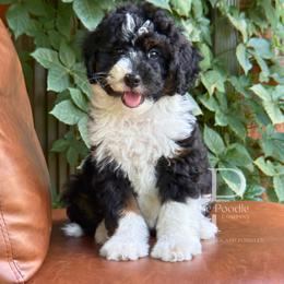 Opal - Black and white female Bernedoodle puppy in Tulsa, Oklahoma from The Poodle Co. Raising Doodles & Poodles