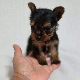 Pepper's Boy 5 - Black and tan male Yorkshire Terrier puppy in Aiken, South Carolina from Sio's Yorkies