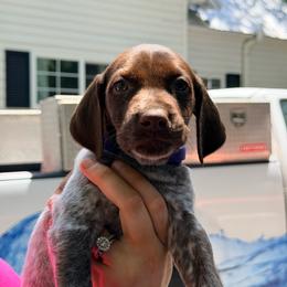 Rosie - White and liver female German Shorthaired Pointer puppy in Macclenny, Florida from Dillon's GSPs