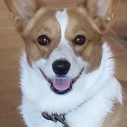 Pembroke Welsh Corgis from Thistle Patch Corgi Farm