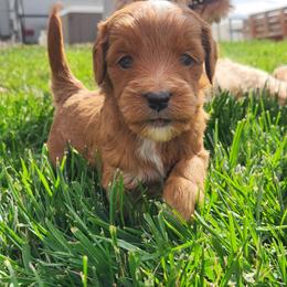 Nugget - Red  male Goldendoodle puppy in Grand Junction, Colorado from QP Doodles
